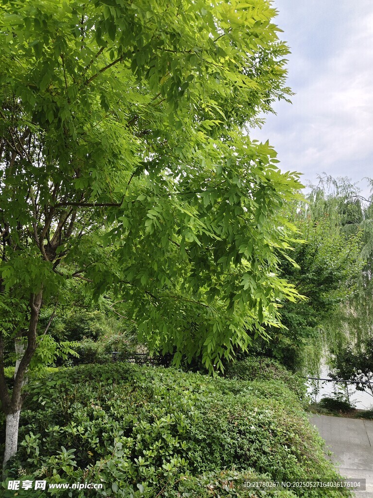 清新绿树绿叶