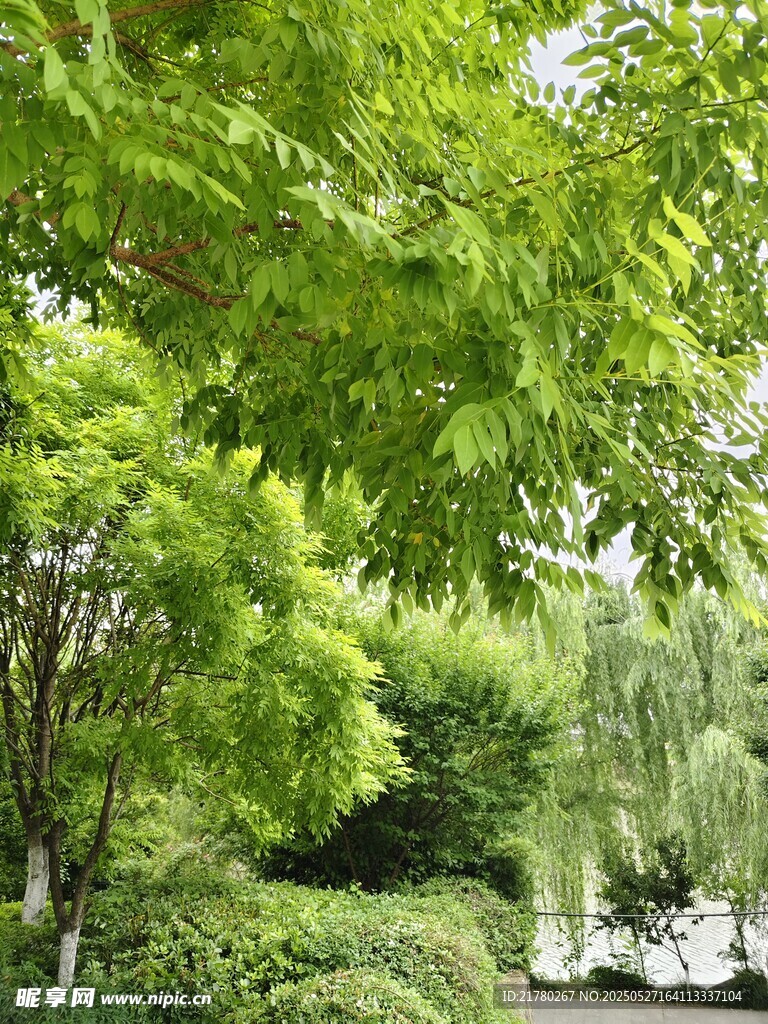 绿意盎然的园林景致