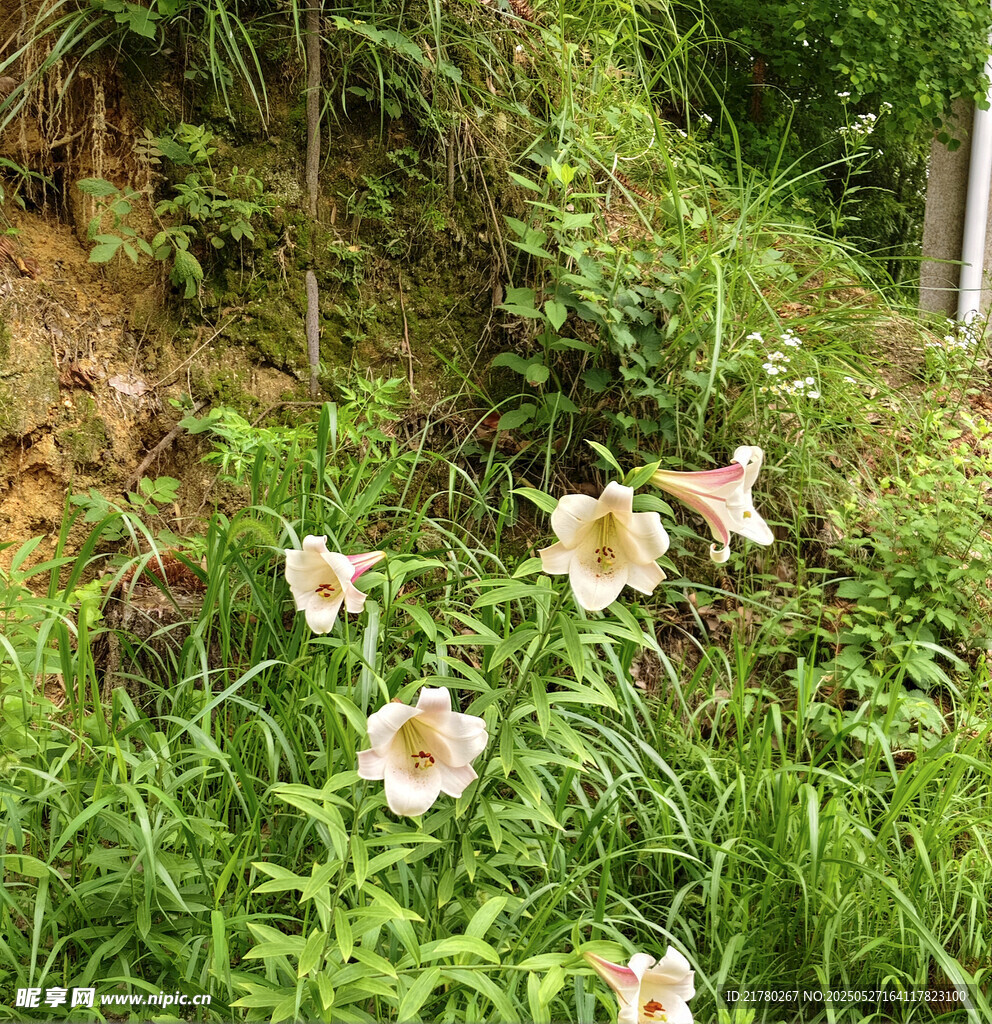 草丛中的美丽白色百合花