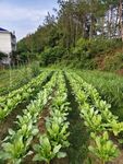 田园菜园风光