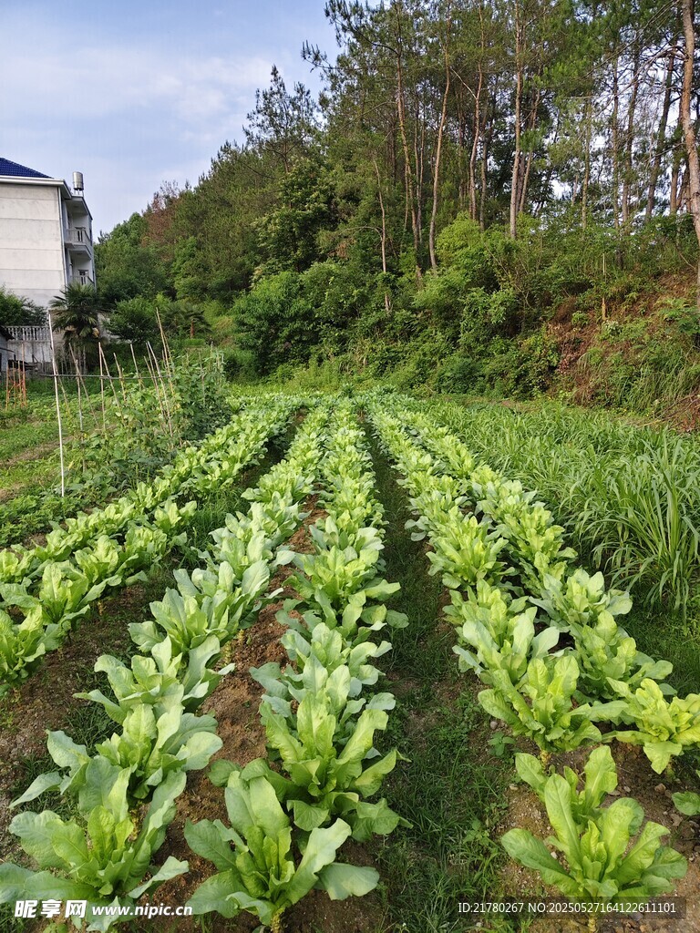 田园菜园风光