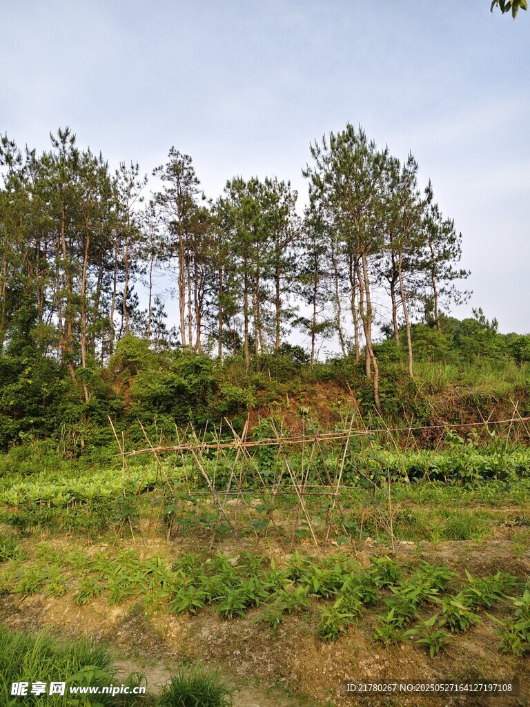 山坡上的绿树与草地