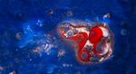 梦幻红色水母在深海游动