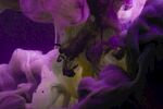 梦幻紫色墨水水中扩散
