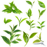 清新绿茶叶素材分层