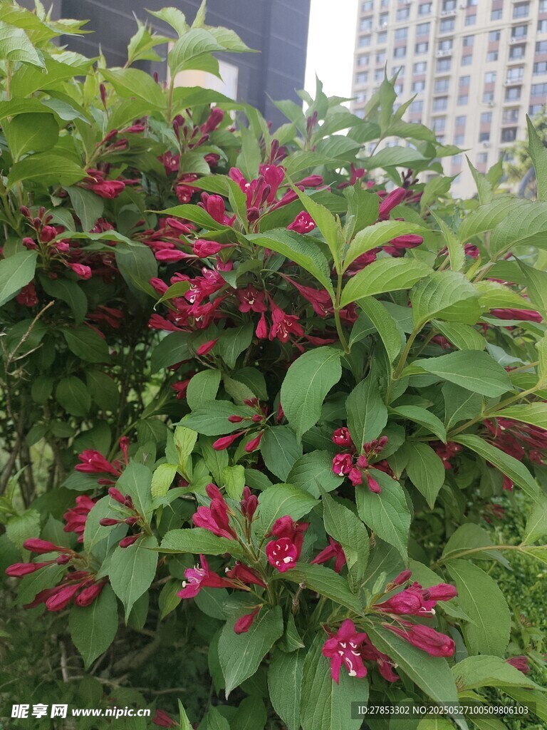 绿叶间的艳丽红花卉