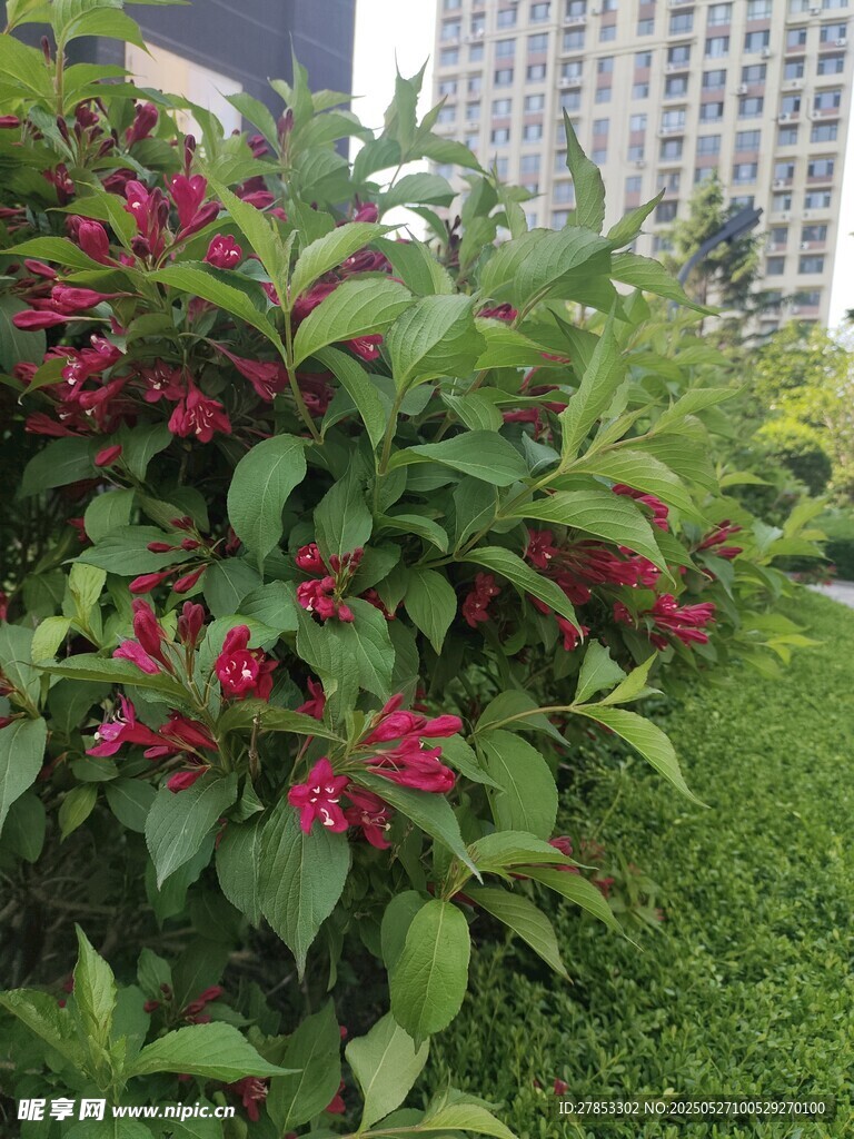 绿叶间绽放的艳丽红花