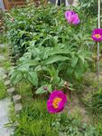 芍药花