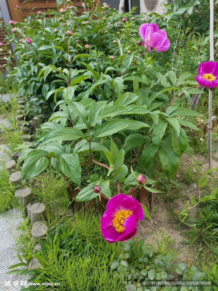 芍药花
