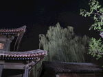 古建夜景旁的葱郁树木