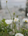 白色小花绽放于绿意间