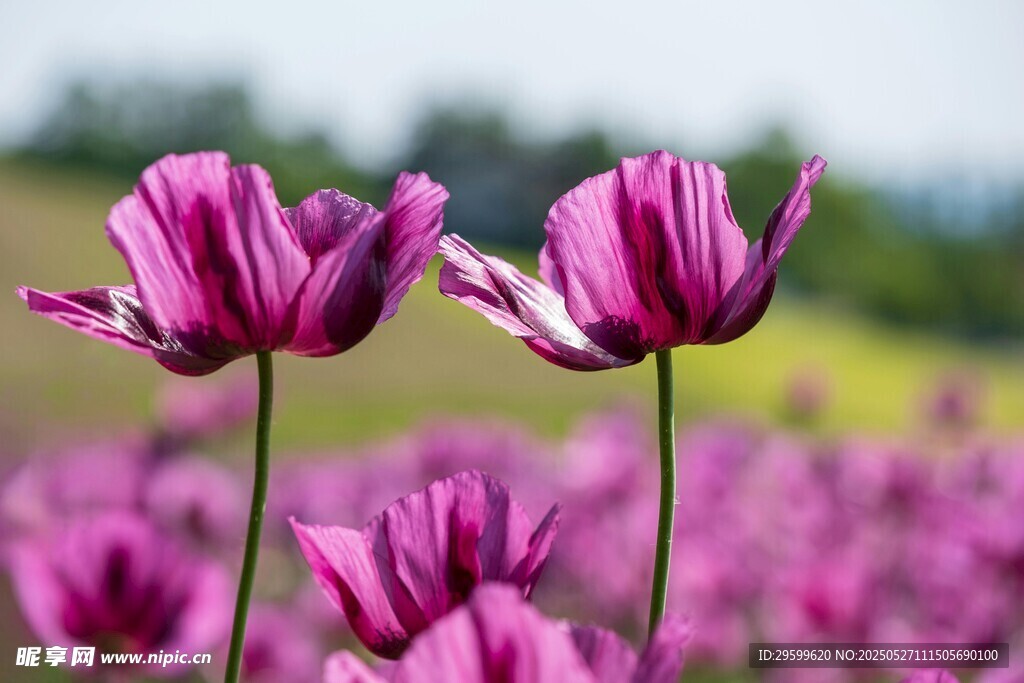 紫色郁金香花海美景