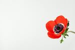 银莲花