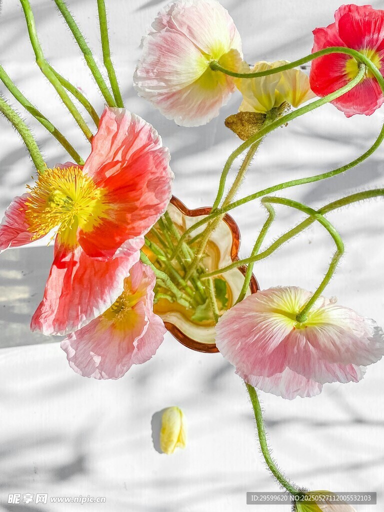 多彩虞美人花朵特写