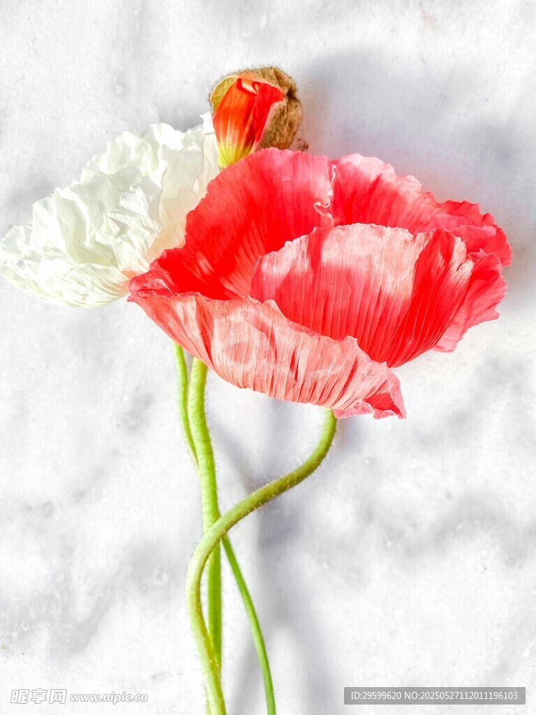 娇艳虞美人花朵特写