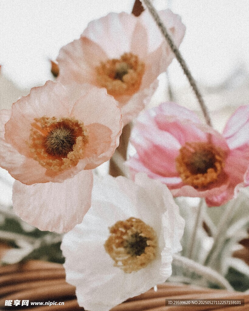 娇艳虞美人花朵特写