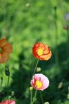 多彩花毛茛绽放于绿野
