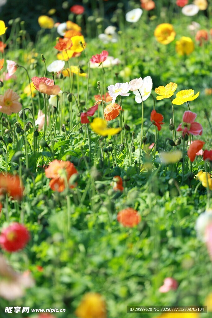 多彩花卉绽放生机