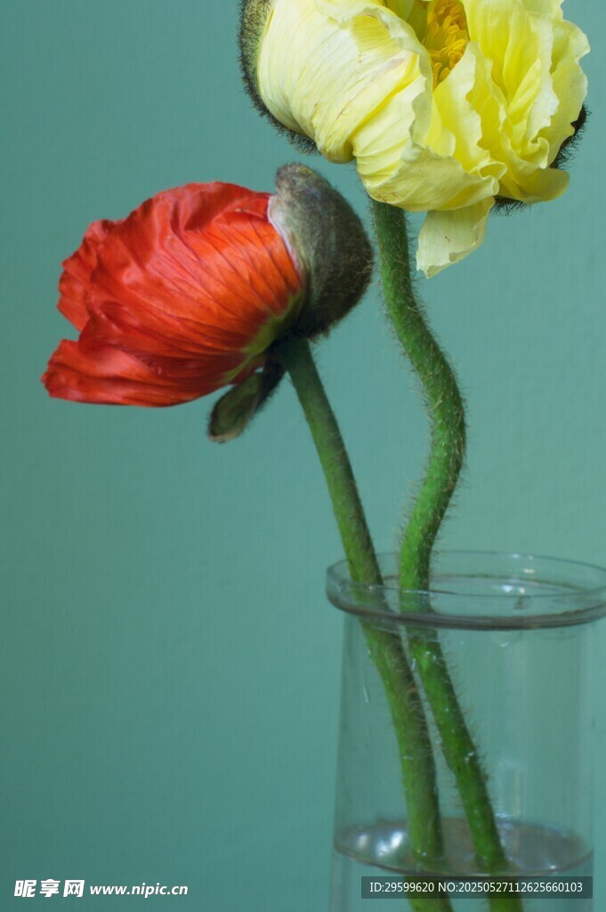 花瓶中的红黄两色花朵