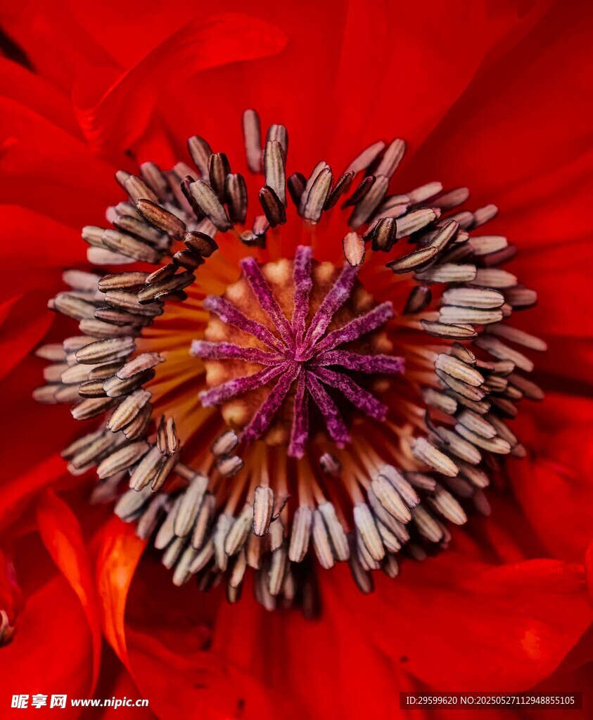 红色花朵的精致花蕊
