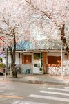 街边烂漫樱花下的小店