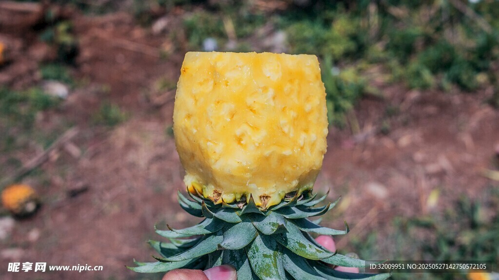 去皮的新鲜凤梨