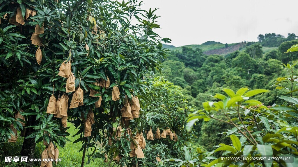 山林间繁茂的芒果