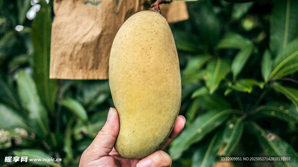 手捧金黄饱满新鲜大芒果