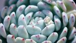 蓝紫色多肉植物特写
