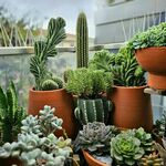 多样多肉植物盆栽展示