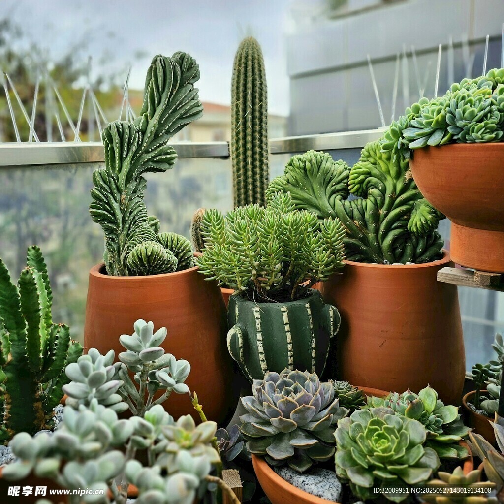 多样多肉植物盆栽展示