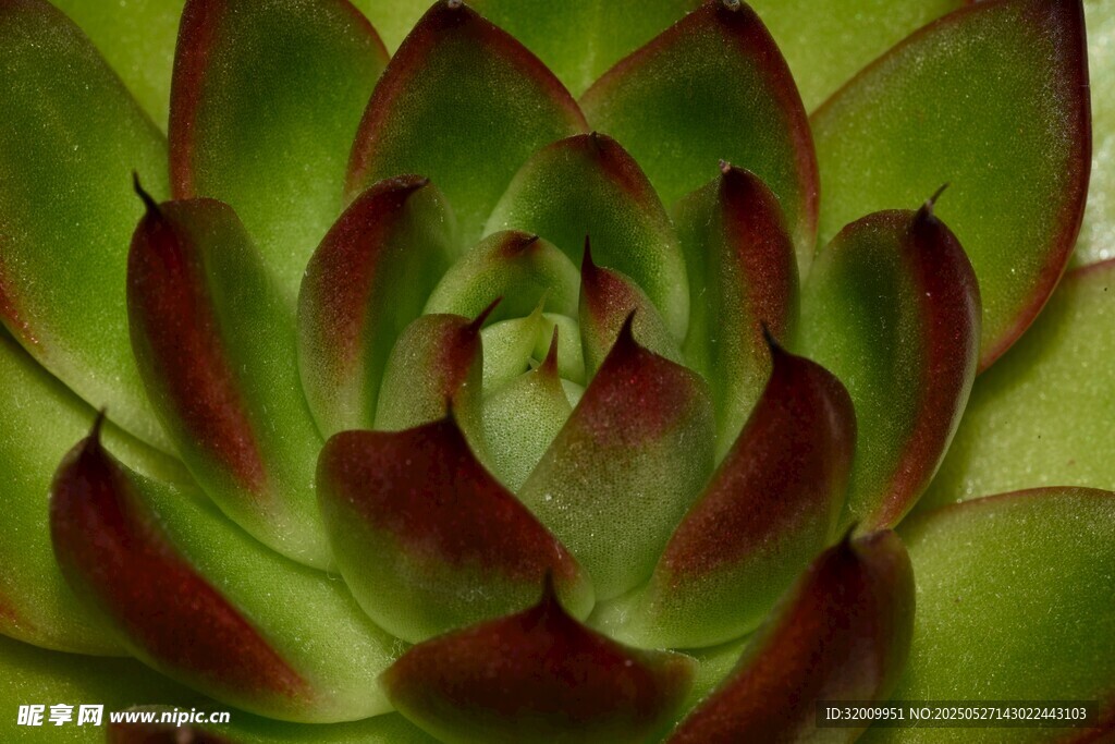 翠绿红边的别致多肉植物
