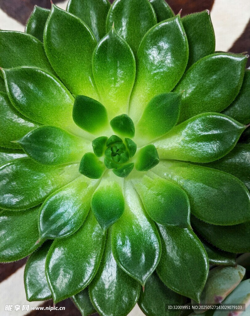 翠绿多肉植物特写