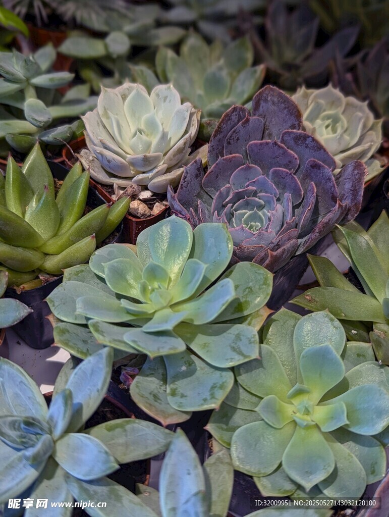 多彩多肉植物特写