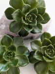 可爱多肉植物盆栽展示