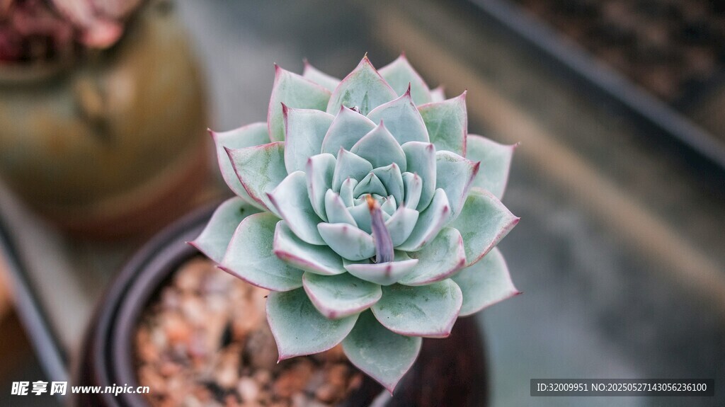 清新多肉植物特写