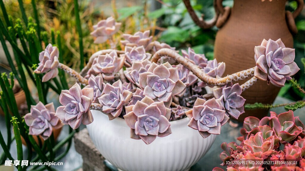 精致多肉植物盆栽摆件