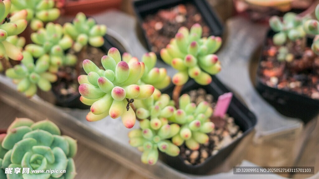 可爱多肉植物盆栽展示