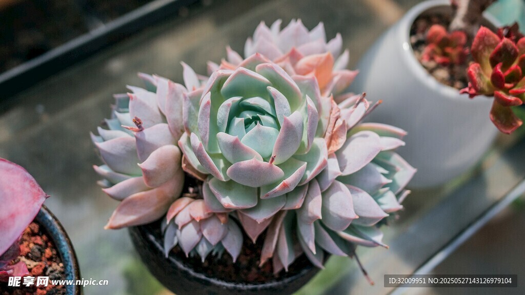 精致多肉植物特写