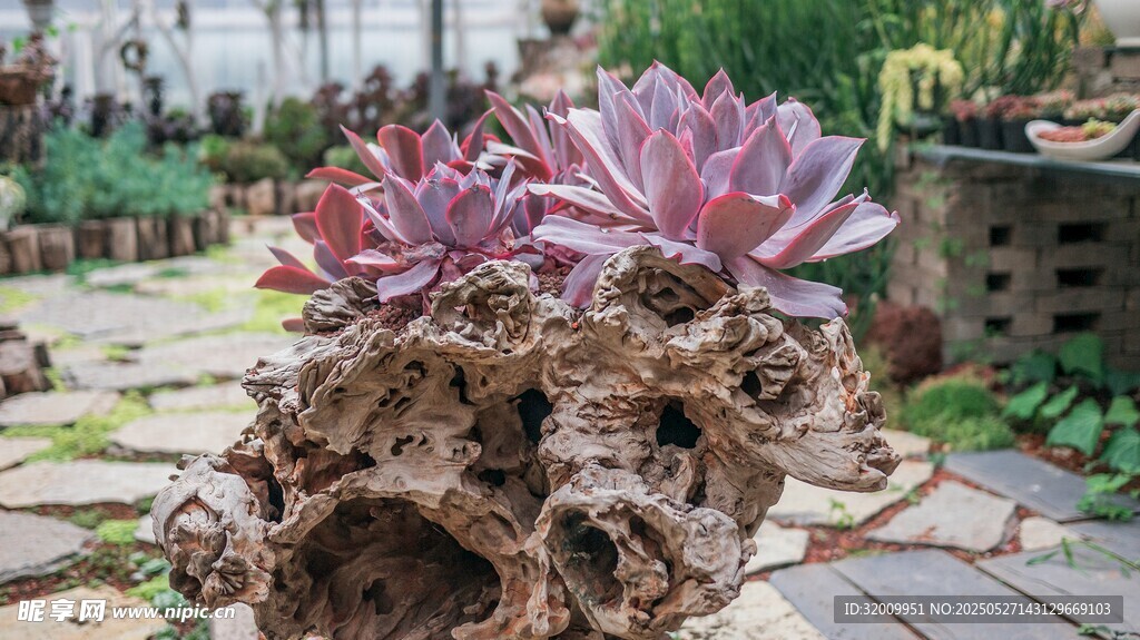 独特多肉植于树干上