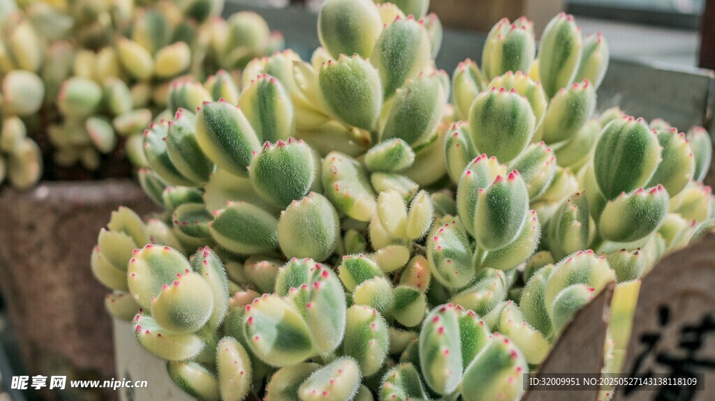 可爱多肉植物特写