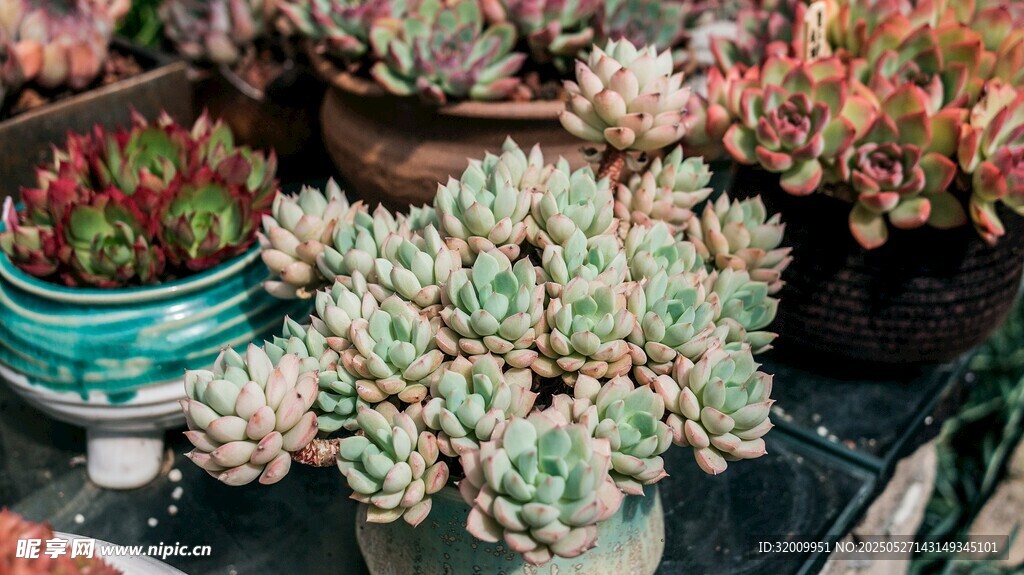 多彩多肉植物盆栽展示