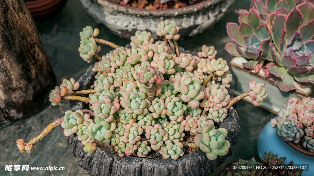 多肉植物盆栽展示