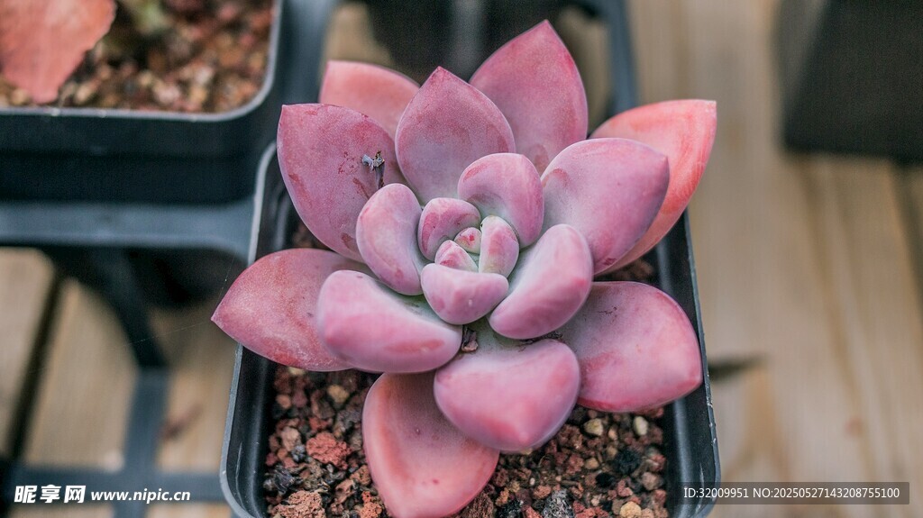 粉嫩多肉植物特写