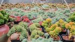 多彩多肉植物盆栽展示