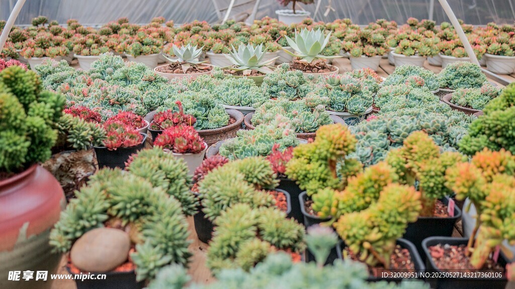 多彩多肉植物盆栽展示