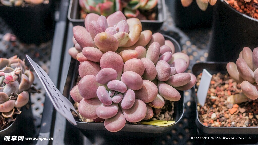 多彩多肉植物盆栽展示