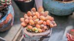 可爱多肉植物盆栽展示