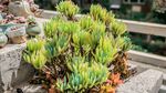 多彩多肉植物生机满满