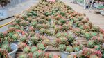 大量多肉植物整齐摆放